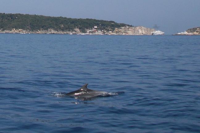 delfino delfino