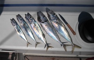 pescatrani pescatrani